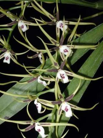 Brassia mexicana