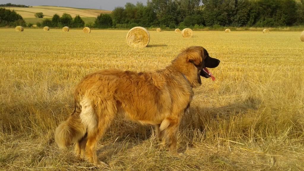 IMG-20180722-WA0003a