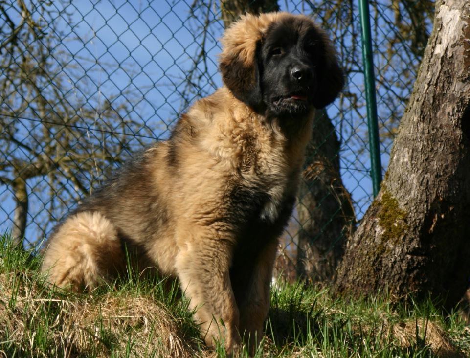 Linus 2 am 02.04.2018a