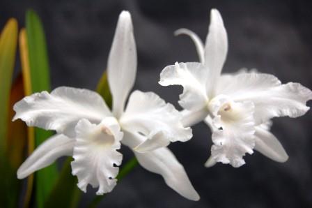 laelia_lobata_alba__3[1]